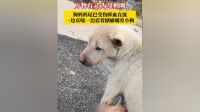 万物有灵，为母则刚！12月25日，贵州凯里，狗妈妈尾巴受伤鲜血直流，一边哀嚎一边忍着剧痛哺育小狗，目前，狗妈妈受伤的尾巴，已在宠物店包扎处理