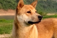 如何辨认串串狗和土狗(区别)