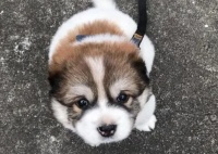 串串狗能训练听话吗?怎么让它听话呢?