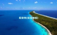 貂宠物(貂宠物貂)