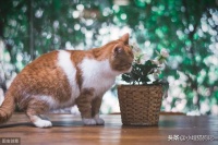 喵星人指南：猫的怀孕时间与阶段护理