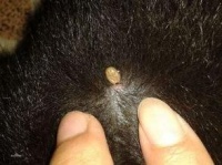狗狗身上长了狗豆子,你可以用这些方法去除!