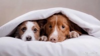 狗狗脸上突然有很多痘痘,这是什么原因导致的?