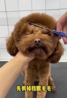 如何给泰迪狗修剪毛（怎样给泰迪狗狗剪毛视频教程）