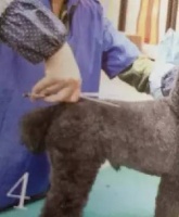 如何给狗狗剪毛？教你get新技能