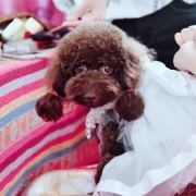 #泰迪 杭州##杭州...
