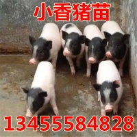 德州小宠物猪多少钱