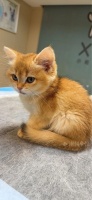 小猫离世，分期“猫贷”还没还完……柳州覃小姐：无法接受