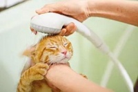 【以案释法】宠物店给猫洗澡后猫死亡，谁担责？