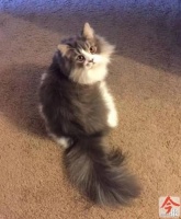 猫咪在宠物店洗澡需要多长时间？