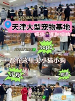 天津在哪里可以买宠物猫狗？这儿有实体店可选，放心大胆挑吧