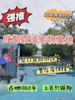 成都买金渐层的地方？成都这里有正规买金渐层基地，买金渐层的好去处！