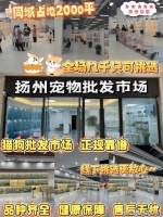 扬州买英短蓝白猫去哪里买？扬州这里可现场挑选英短蓝白猫，有售后安全保障哦！
