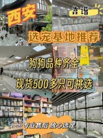 西安哪里有金渐层卖？西安这里金渐层品质，购宠更安心！