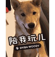 宠物店摆什么招财聚财最好看的（宠物店摆货技巧）