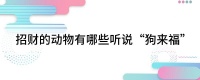 招财的动物有哪些听说“狗来福”