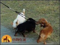 广州宠物寄养：如何选择靠谱的宠物寄养中心？广州市宠物寄养中心排名一览表