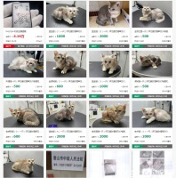 苏州俩法院同一天拍卖18只宠物猫：已有多人报名，同时有人预约现场看猫