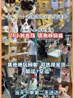 苏州买银渐层猫（苏州）银渐层猫购买渠道丨苏州福安家宠物店欢迎您