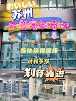 苏州哪家宠物店能买到纯种金渐层猫（苏州）安全可靠有保障