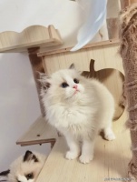 苏州买布偶猫猫的宠物店哪家口碑好丨苏州买布偶猫专卖店