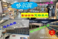 哈尔滨买宠物猫狗哪里便宜,这里可以线下实体店挑选宠物!