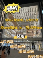 湖州买英短蓝猫哪里比较实惠？湖州这里买英短蓝猫基地直销更实惠