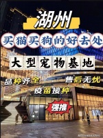 湖州哪里可以买到品相好的金毛犬？湖州这里的金毛犬品质优良！