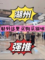湖州哪里有拉布拉多犬卖？湖州这里拉布拉多犬品质优良，购宠更安心！