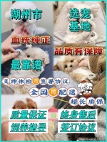 湖州博美犬哪里比较实惠？湖州这里买博美犬基地直销更实惠