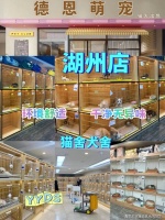 湖州买缅因猫去哪里买？湖州这里可现场挑选缅因猫，有售后安全保障哦！