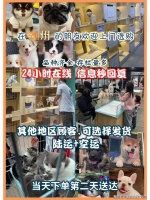 湖州哪里可以买到银渐层猫？湖州这里银渐层猫品相好，选择性多！