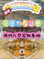 湖州买猫咪狗狗应该去哪里？实地探访这确保安全选购您的爱宠