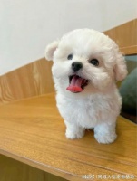 东莞哪家宠物店有卖比熊犬的，东莞此处安全可靠实体店挑选比熊犬