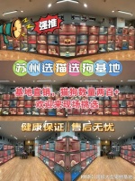 苏州买柴犬去哪里买比较好，苏州这里买柴犬品质好！