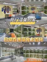 铜川买宠物到哪里买？可现场挑选宠物，有售后安全保障