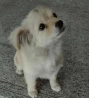 宠物托运运单