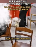 悲剧！店主鹦鹉被顾客狗咬死哭了一晚上：当成孩子养的