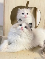 杭州滨江区哪里可以买到品相好的布偶猫，这里可实体店放心一对一挑选宠物