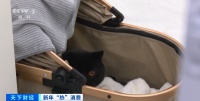 实时监控、免费遛弯…春节假期临近，宠物寄养预订升温！