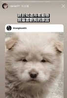 7位“撞脸”狗子的明星:不能说毫无关系,只能说一模一样