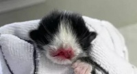 没有眼睛的小猫咪，长得像鼹鼠，被好心人从死亡线上救了回来