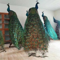 惠州孔雀养殖条件,出售展览萌宠动物