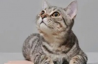 国内新晋宠物设计品牌pidan&purrre你家主子还没用过？