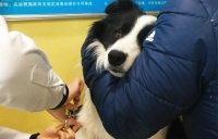 小三科普官：一位宠物店老板告诉我：卖狗血也能月入上万，宠物狗生病有时也需要输血，1毫升血就要50元。可献血狗不多，血源有可能就来自“血奴狗”，抽狗血到底有多赚钱？
 
想象一下，你家的毛孩子突然生病了，需要输血。这时你才惊讶地发现，原来狗狗也和人一样，有时候也需要输血救命！
 
没错，在狗狗的世界里，输血也是一种重要的治疗方法。比如说，狗狗不小心中毒了，或者在手术中失血过多，甚至是得了严重的贫血，...