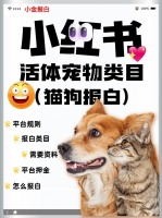 小红书怎么做宠物爆文：从入门到精通的运营策略与实战指南 – 比丘营销推广