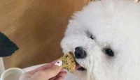 原来在比熊眼中，这几种食物，简直就是“人间美味”