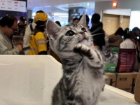 一个月的小猫能吃猫粮吗?宠物猫粮2025榜单新鲜出炉