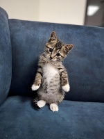 猫咪吃什么牌子的猫粮好,这十款猫粮值得尝试!