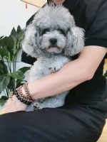 沈阳宠物医院推荐